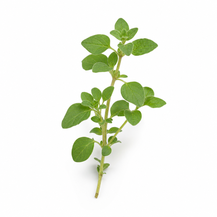 Oregano