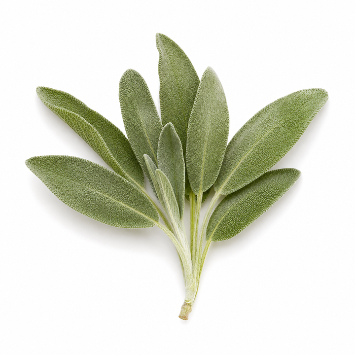 Salbei