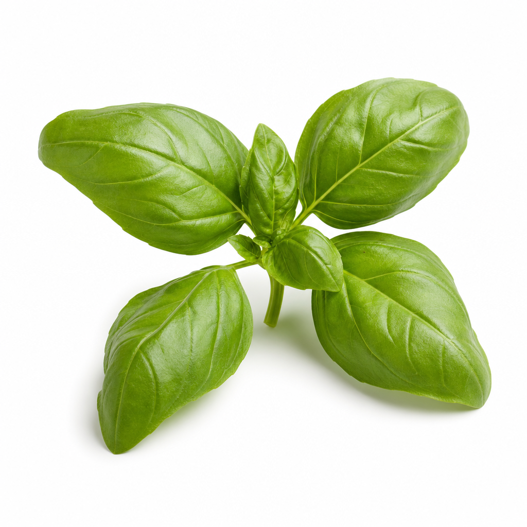 Basilikum — frischer Zweig