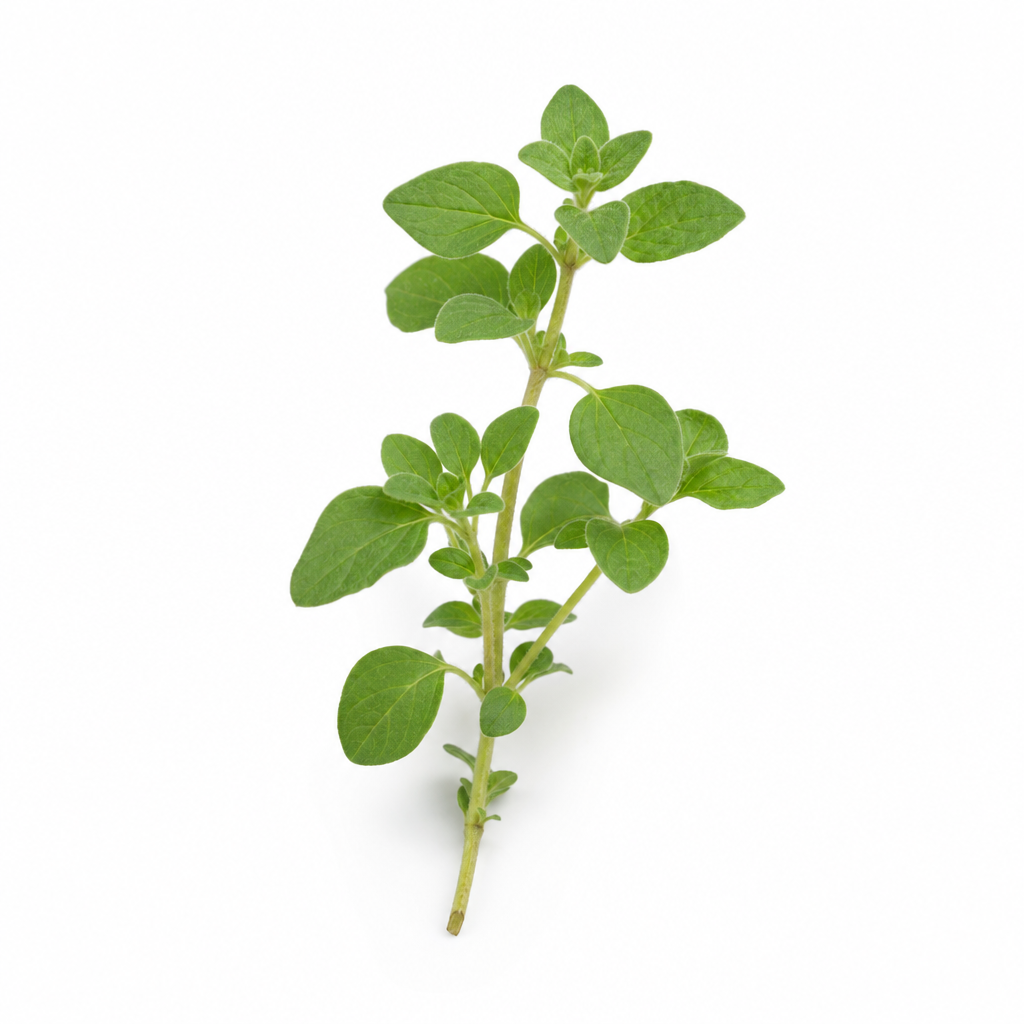 Oregano — frischer Zweig