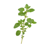 Oregano