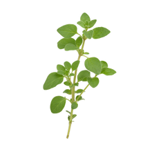 Oregano