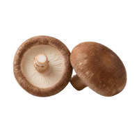 Shiitake