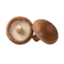 Shiitake