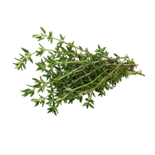 Thymian
